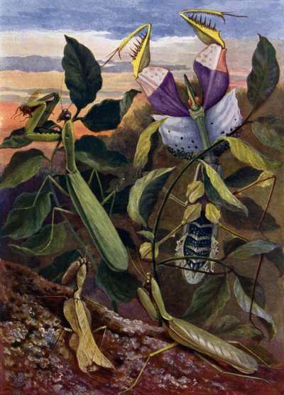 祈る昆虫 作： Theobald Carreras
